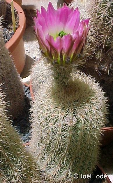 Echinocereus grandis ©JLcoll.1208